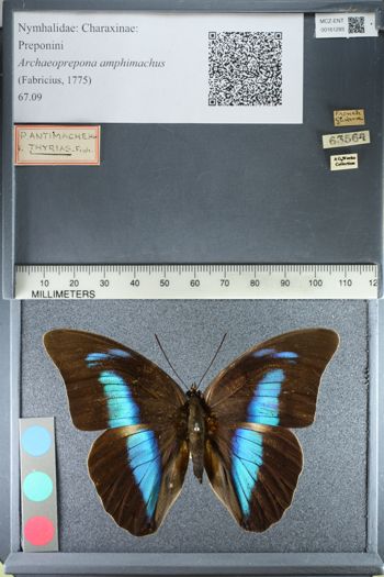 Media type: image;   Entomology 161293